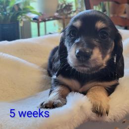 George - Black and tan male Dachshund puppy in Kempner, Texas from Russell Farms Dachshund