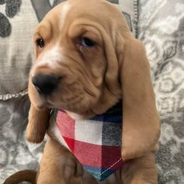Basset Hound Puppies from Na