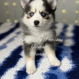 Fireball - Black and white male Pomsky puppy in Rossville, Georgia from Scenic City Pomskies