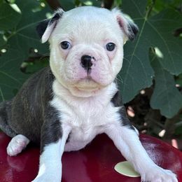 Storm - Seal brindle and white female Boston Terrier puppy in Lexington, South Carolina from Velveteen Bostons