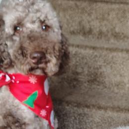 Biewer Terriers, Goldendoodles, Shih Tzus, and Yorkshire Terriers from Thorntons Fur Crew