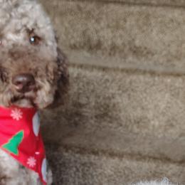 Biewer Terriers, Goldendoodles, Shih Tzus, and Yorkshire Terriers from Thorntons Fur Crew