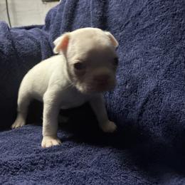 Theo - Red male Boston Terrier puppy in Pierceton, Indiana from Deb's Boston Terriers