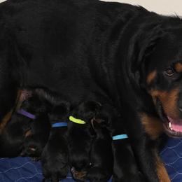 Rottweilers from Rottbies