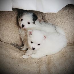 Pomeranian Puppies from Pomeranians