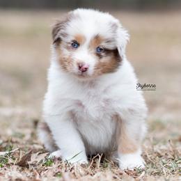 Shine - Red merle female Australian Shepherd puppy in Woodford, Virginia from Skyborne Australian Shepherds