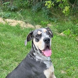 Great Dane Puppies from BkB’s House of Danes