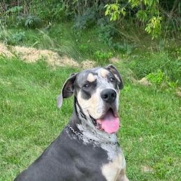 Great Dane Puppies from BkB’s House of Danes