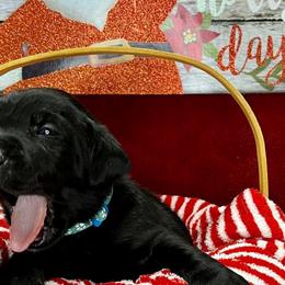 Drake - Black Labrador Retriever puppy in Sandpoint, Idaho from Allen Sunnyside AKC Labs