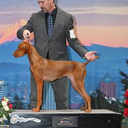 Sierra - Vizsla