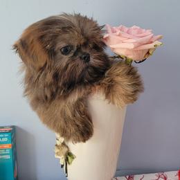 Nookie Bear - Liver male Shih Tzu puppy in Cartersville, Georgia from 100 Acre Woods Shih Tzu Plantation