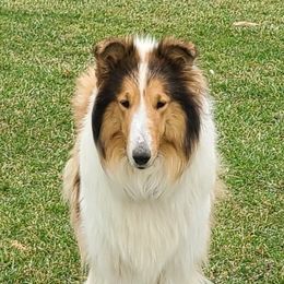 Collies from Keystone Collies