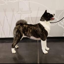 Everest - Akita