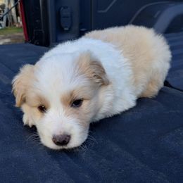 Female Gold and White - Gold female Border Collie puppy in Alabama from Manor Farms Border Collies
