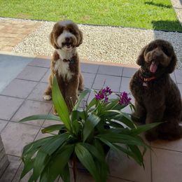 Goldendoodle Puppies from Dem GoldenDoodles