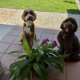 Goldendoodle Puppies from Dem GoldenDoodles