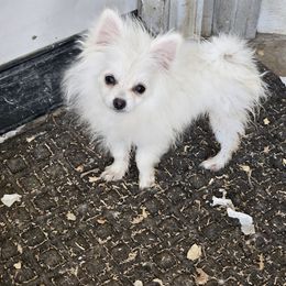 Taka - White male Pomeranian puppy in Laredo, Texas from SASH Poms