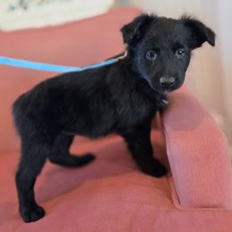 Teensy - Black & white female Australian Shepherd puppy in Wrightsville, Georgia from Wild Magnolia Farms Aussies