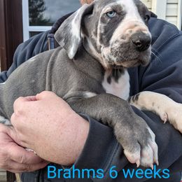 Great Dane Puppies from F&B Kennels