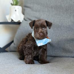 Mocha - Liver male Miniature Schnauzer puppy in Montebello, California from Rod Schnauzers