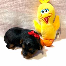 Lily - Black and tan female Yorkshire Terrier puppy in Paris, Tennessee from Nolan’s Yorkie Farm