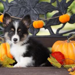 Pearl-FUFFY COAT - Black and tan female Pembroke Welsh Corgi puppy in Berea, Kentucky from SunShine Corgis
