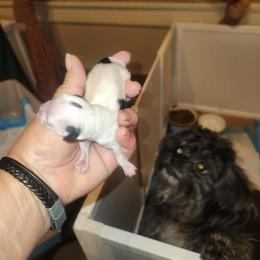 Girl 2 - White female Mi-Ki puppy in Toronto, Ohio from Shekinah’s Mi-Kis & Cricket Hill’s Westies