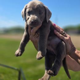 Cosmo - Champagne male Dilute Retriever puppy in New Providence, Pennsylvania from Southernend Silvers