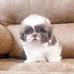 AKC Tiny Little Rebel - Lilac male Shih Tzu puppy in Greenville, South Carolina from Babyface Shih Tzu