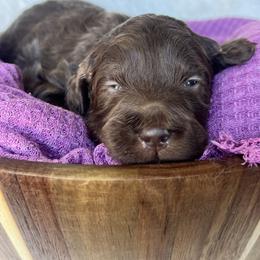 Poet - Chocolate female Goldendoodle puppy in Holly Springs, Georgia from Libby Lou’s Goldendoodles