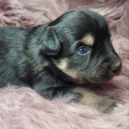 Leon - Black tri male Miniature Australian Shepherd puppy in Deer Park, Washington from Rodeo Aussies
