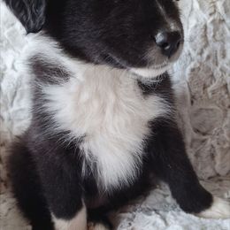 River - Black & white female Australian Shepherd puppy in Sioux Falls, Sd Area, South Dakota from Diamond Aussies N the Rough