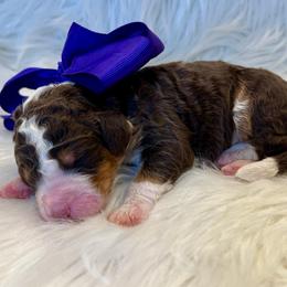 Purple Girl - Brown female Bernedoodle puppy in The Woodlands, Texas from Gracie's Goldendoodles and Bernedoodles of The Woodlands