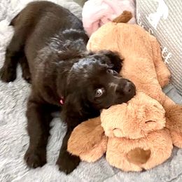 Boykin Spaniel Puppies from Bayhill Boykins