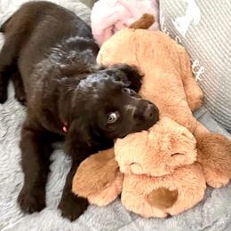 Boykin Spaniel Puppies from Bayhill Boykins