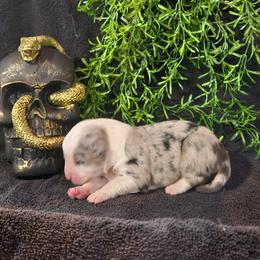 Booty - Blue merle female Australian Shepherd puppy in Wheatland, Wyoming from Jorvik Australian Shepherds