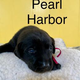 Pearl Harbor - Black female Labrador Retriever puppy in Mineral, Virginia from Canine Assist