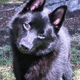 Schipperke Puppies from D’OR COTE