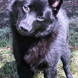 Schipperke Puppies from D’OR COTE