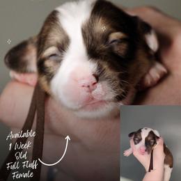 Eve - Sable female Pembroke Welsh Corgi puppy in South Otselic, New York from Ridge Top Corgis