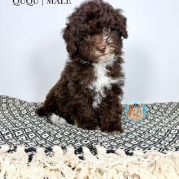 Aussiedoodle, Bernedoodle, Double Doodle, and Goldendoodle Puppies from Dandy Doodle Ranch