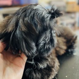 Shih Tzu Puppies from Tammy’s Shih-Tzu Love Jones