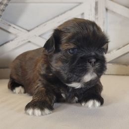 Patriot - Red male Shih Tzu puppy in Mattawan, Michigan from Country Blessed Shih Tzus
