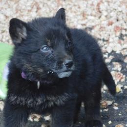 German Shepherd Puppies from Skaggs Sable Shepherds