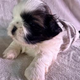 Maizey - Gold and white female Shih Tzu puppy in Winston Salem, North Carolina from Little Miracles Shih Tzu