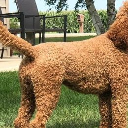 Goldendoodles and Poodles from Lisa’s Oodilly Doodles