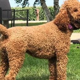 Goldendoodles and Poodles from Lisa’s Oodilly Doodles