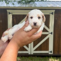 Apollo - Red male Bernedoodle puppy in Greenville, Texas from Doodles of Promise