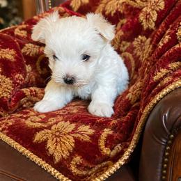 Beauty and the Beasts Gaston - White male Maltese puppy in Liverpool, Pennsylvania from Miracles With Paws