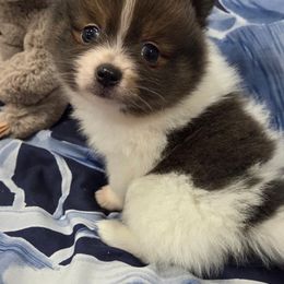 Girl 1 - Chocolate parti female Pomeranian puppy in Sedro Woolley, Washington from Absher Ranch